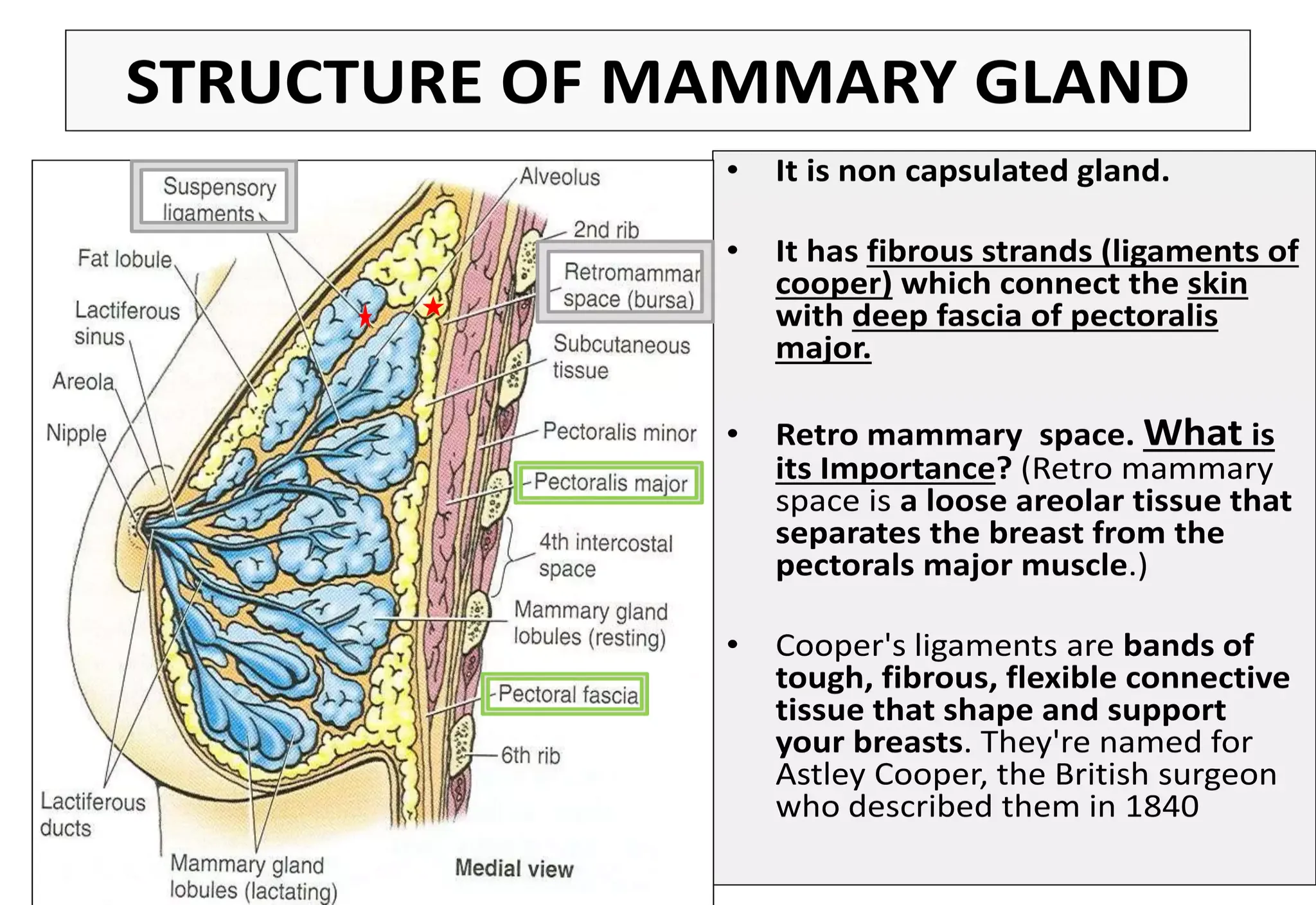 Men Mammary Gland Activation