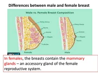 Hormone chart showing prolactin, estrogen, and progesterone levels in males vs females
