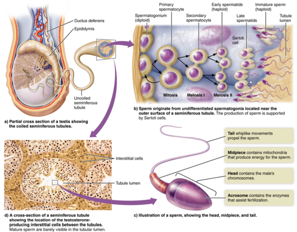 How Semen is Produced