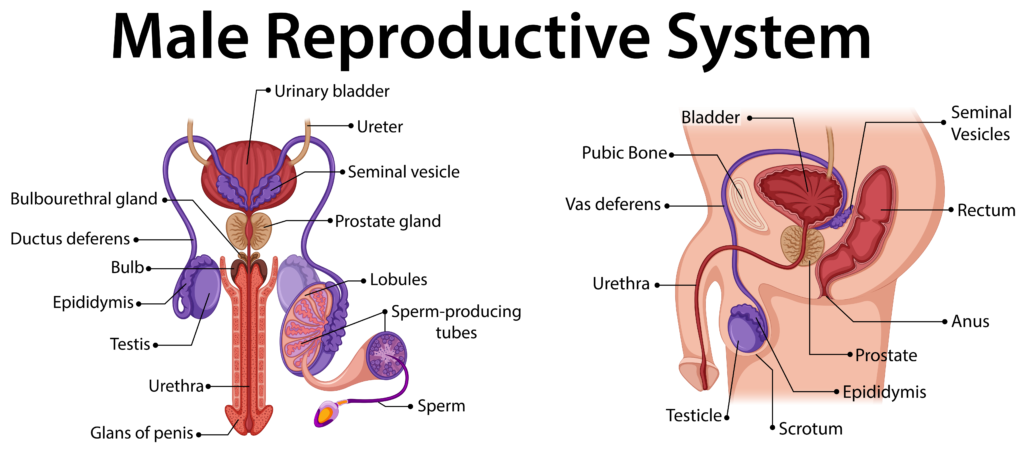 Male Reproductive System