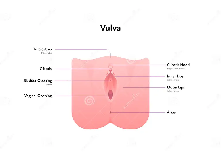 Medical Illustration of Female Vulva