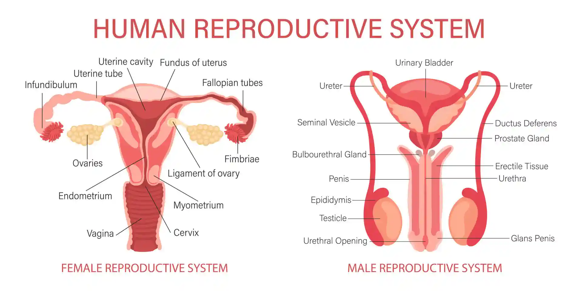 Reproduction and Pregnancy