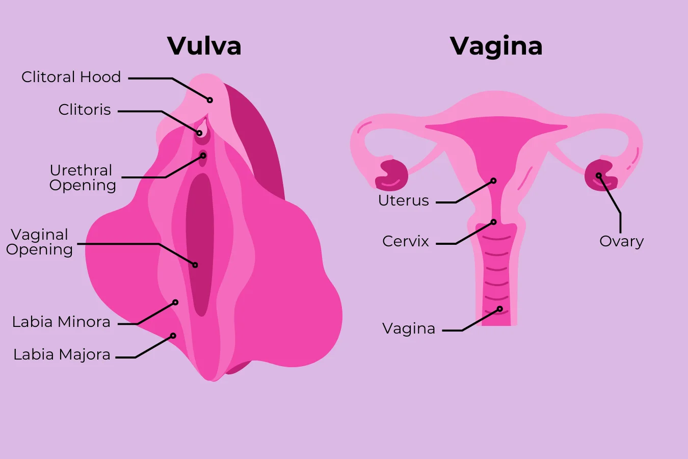 The Vagina Anatomy and How it Changes Over Time