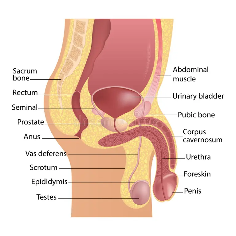 What Does the Penis Do