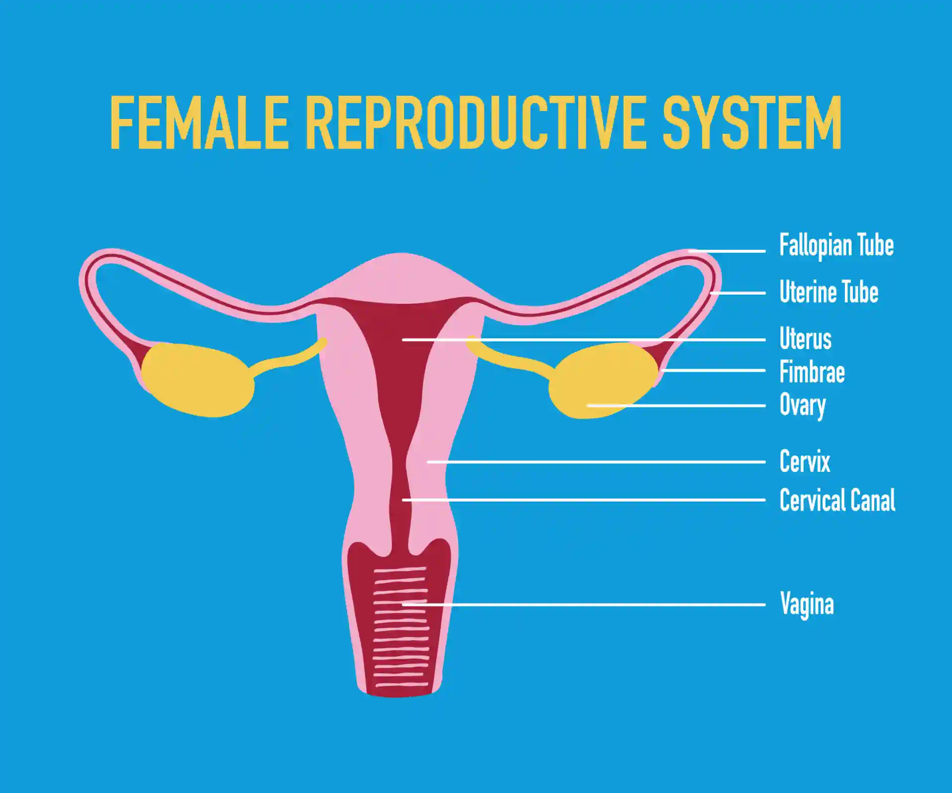 What Does the Vagina Do
