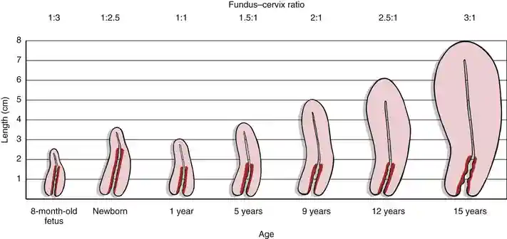 Does Age Affect Vaginal Anatomy