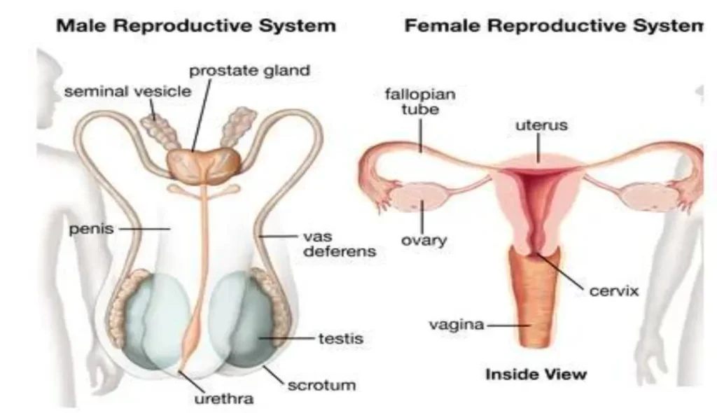 Penis or Vagina