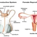Penis or Vagina