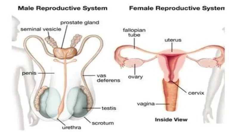 Penis or Vagina