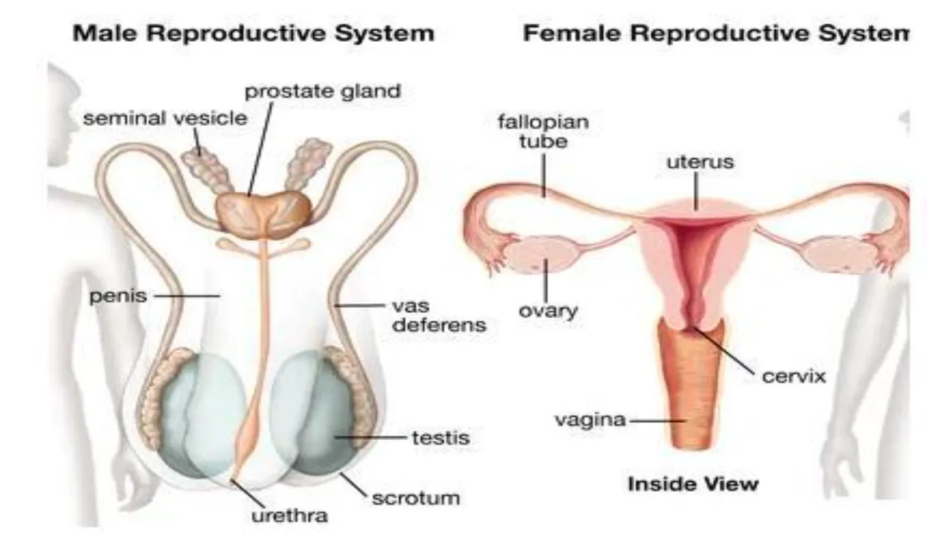 Penis or Vagina