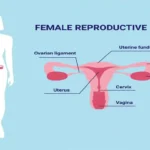 Vagina Size and Length