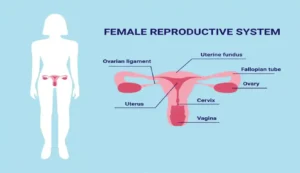 Vagina Size and Length