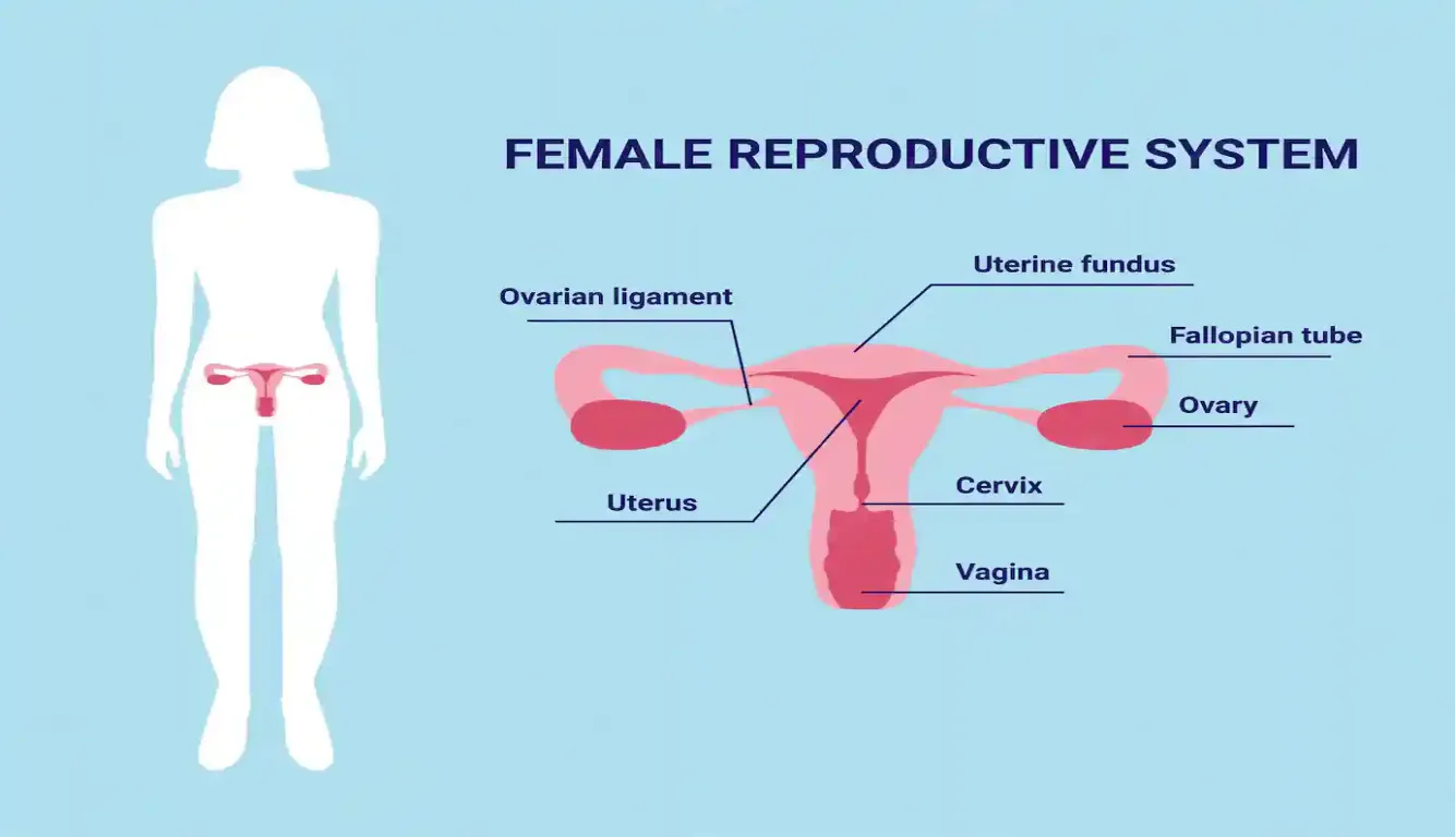 Vagina Size and Length