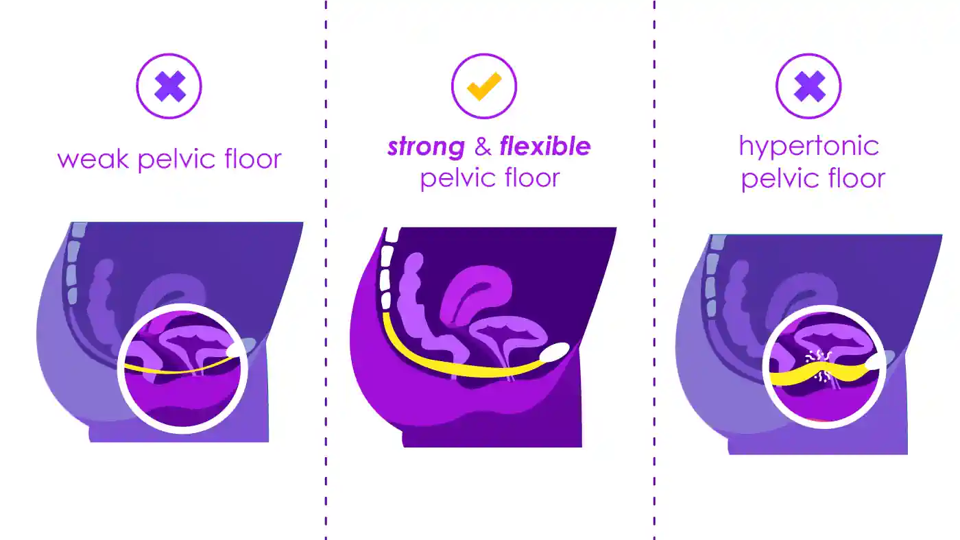 Vaginal Anatomy, Flexibility, and Natural Variation