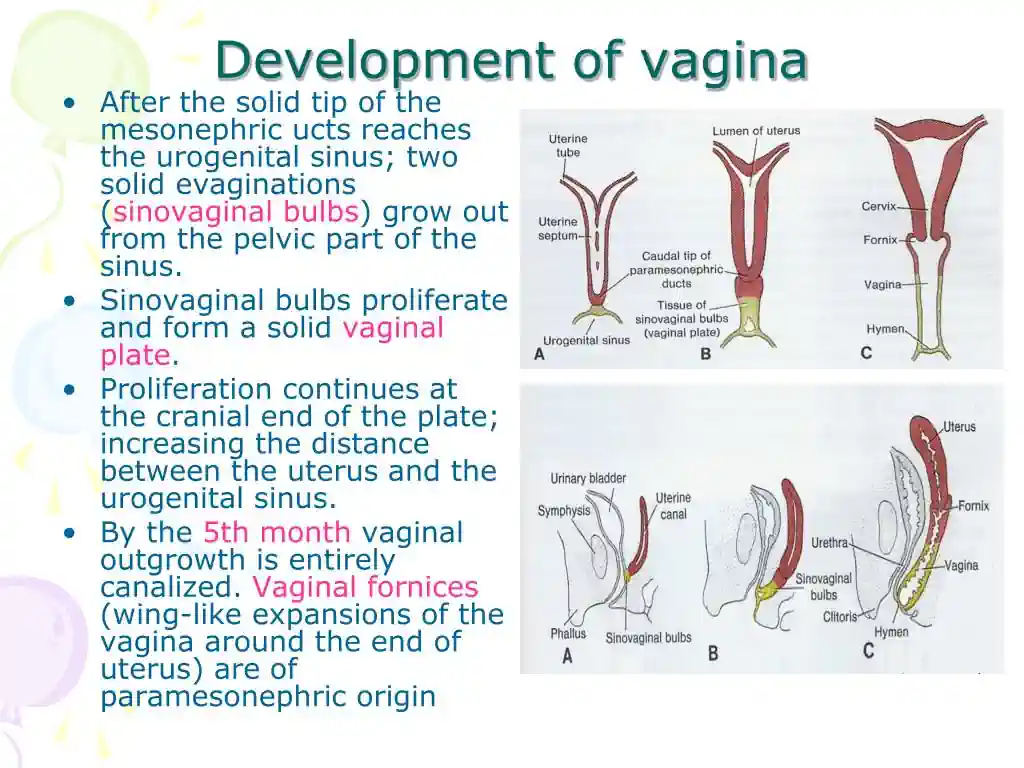 What Is the Average Vaginal Length