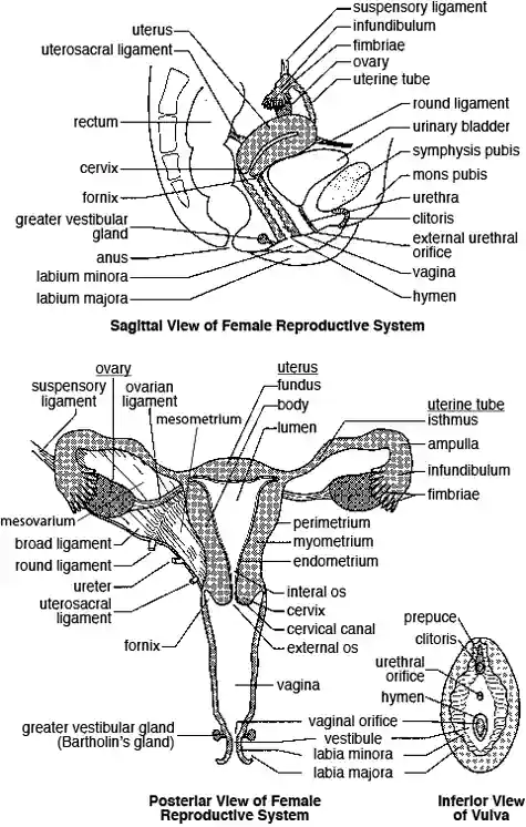 What Is the Vagina