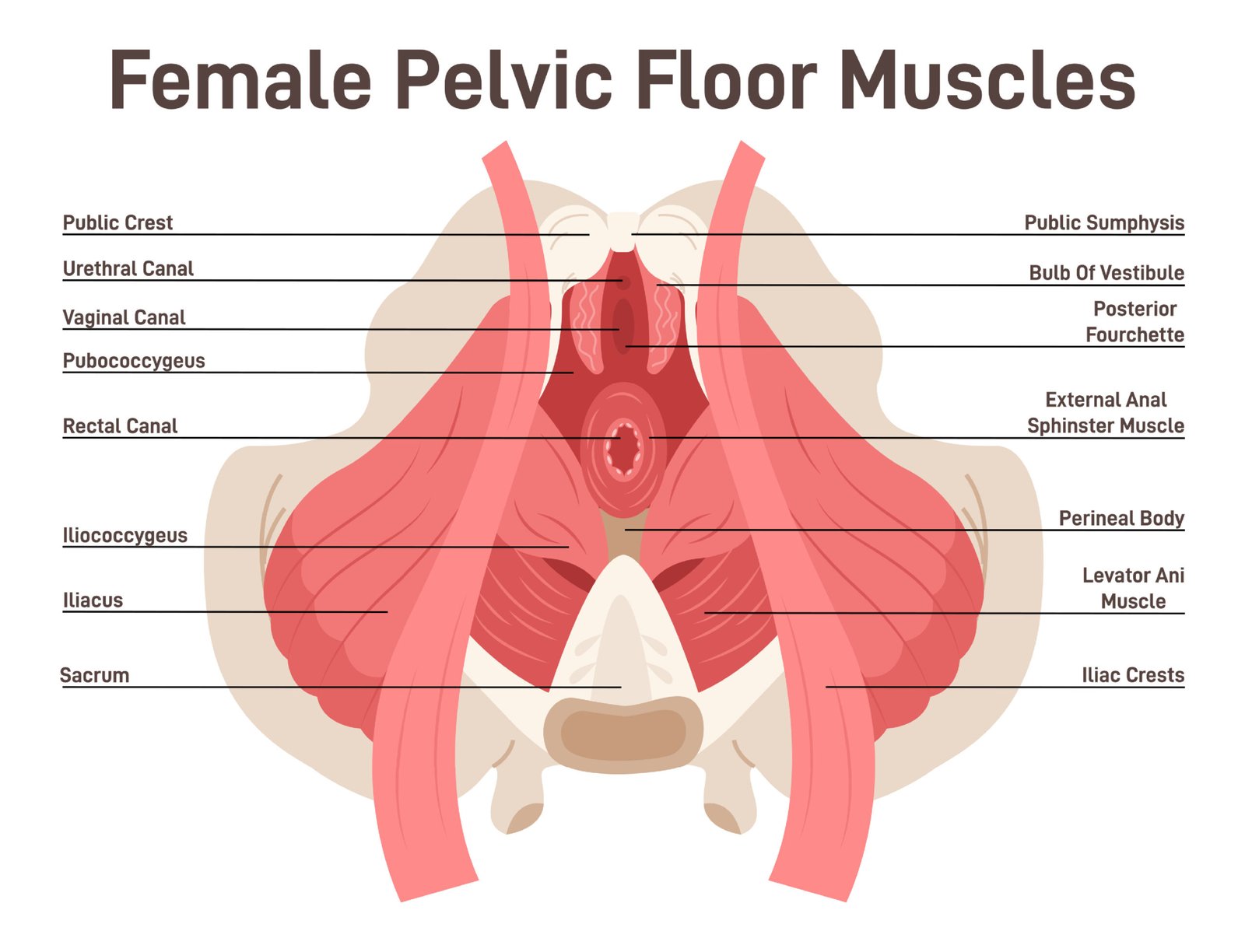 Anatomy of female pelvic floor muscles. Crotch anatomy, pelvic floor muscles